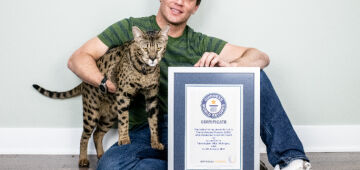 Maior gato do mundo, de acordo com o Guinness Book, tem quase meio metro de altura