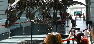 Um tiranossauro rex será leiloado em Singapura, uma tendência 'prejudicial'