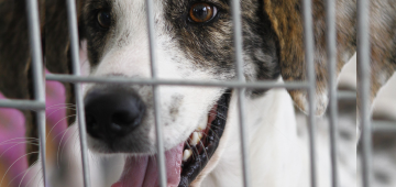 Petrolina realiza evento de adoção de cães e gatos no próximo domingo (5)