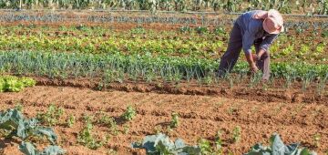 Embrapa capacitará técnicos de países africanos em produção agrícola