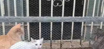 Casal é preso por maus-tratos a 35 gatos e uma cadela em Minas Gerais