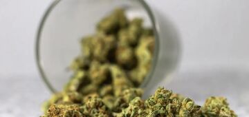 Cannabis: 15% já consumiram maconha no Brasil; taxa mais que dobra em 20 anos