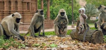 Cidade dos EUA entra em alerta após fuga de macacos de centro de pesquisa