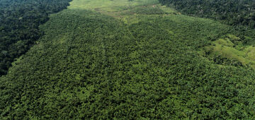 Perda de áreas naturais no Brasil atinge a marca histórica de um terço do território nacional