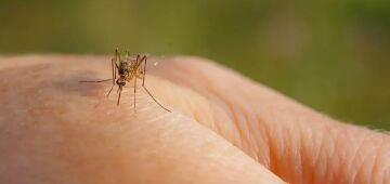 Mosquito é o animal que mais mata no mundo; veja os cuidados