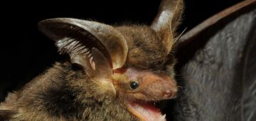 Cientistas descobrem novo coronavírus em morcegos brasileiros com traço similar ao da Covid
