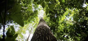 Brasil apresenta na COP proposta para manter florestas tropicais em pé