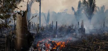 Ações conjuntas investem na reconstituição de áreas de vegetação destruídas na Amazônia