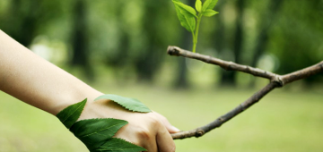 Municípios têm dificuldade para acessar recursos e desenvolver projetos ambientais