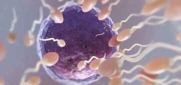 Ultraprocessado diminui hormônios essenciais para produção de espermatozoides, mostra estudo