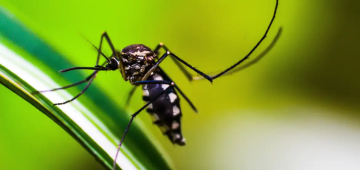 Cientistas podem combater dengue, febre-amarela e zika tornando os mosquitos machos incapazes de ouv