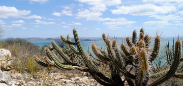 Ameaçada de desertificação, Caatinga terá área recuperada