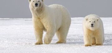 Estudo alerta sobre desaparecimento de ursos polares no Canadá por causa do calor