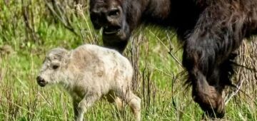 Raro bisão branco nasce em parque nos EUA, e indígenas interpretam como sinal