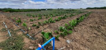 Compesa: reúso da água de esgoto na agricultura é foco de projeto no Sertão de Pernambuco