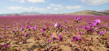 Chuvas incomuns fazem deserto do Atacama florescer; veja imagens