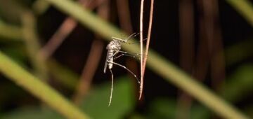 Febre Oropouche: saiba como se proteger do Maruim, mosquito que transmite a doença