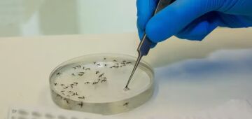 Pernambuco registra 29.023 casos prováveis de dengue e confirma 118 notificações de febre Oropouche