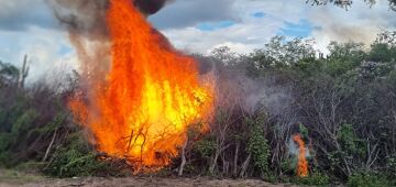 Quase 50 mil pés de maconha são destruídos no Sertão de Pernambuco