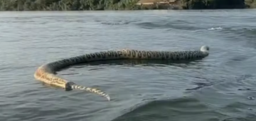 Cobra gigante: animal encontrado morto em lago do Tocantins é identificado como sucuri-verde