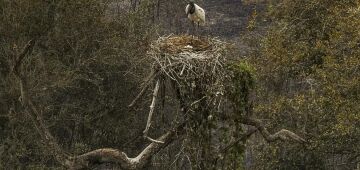 Biólogos minimizam sofrimento de fauna ameaçada pelo fogo no Pantanal