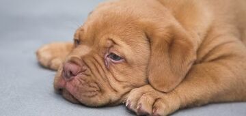 Novo estudo mostra raças de cães com maior risco de câncer canino agressivo; veja quais são