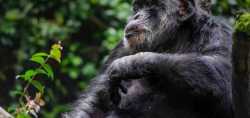 Chimpanzé Sena, morador mais antigo do zoológico do Recife, completa 67 anos 