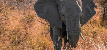 Zoológico nacional da África do Sul liberta seu último elefante