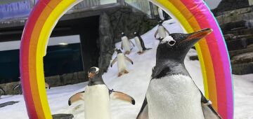 Morre Sphen, famoso "pinguim gay" de aquário na Austrália