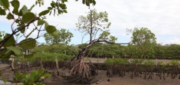 Voluntários plantam 500 mudas para recuperar mangue degradado, em Maracaípe