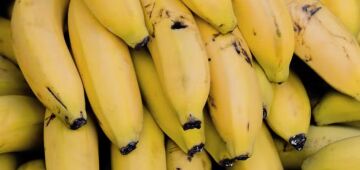 Ameaçada por fungos, banana-nanica terá que ser modificada geneticamente para evitar extinção