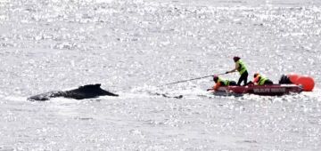 Baleia é libertada na Baía de Sydney, após 22 horas presa a cordas e boias; veja vídeo