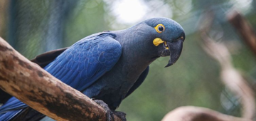 Zoo de SP mostra arara-azul-de-lear ao público pela primeira vez