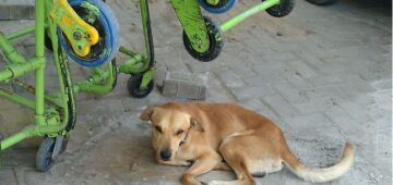 Cachorro batizado de Upinha por ficar semanas em frente a uma UPA em Olinda busca tutor responsável