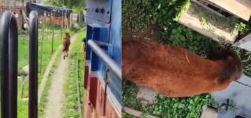 Metrô do Recife: cavalo é encontrado nos trilhos entre estações Werneck e Imbiribeira