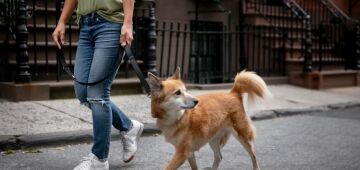 Saiba quais são os cuidados que devemos ter para evitar acidentes enquanto passeamos com cães