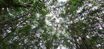 Dia Nacional da Árvore: Parque Dois Irmãos, no Recife, celebra data com programação especial