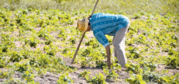 IPA celebra 89 anos com dois projetos voltados para produtores rurais