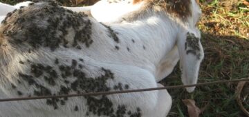 Mosca do estábulo ataca os rebanhos em pelo menos 9 municípios de PE