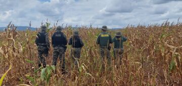 Megaoperação contra o desmatamento da Mata Atlântica embarga 671,5 hectares de áreas em Pernambuco