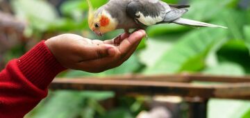 Passarinho pet: os prejuízos da compra ilegal, as aves que você pode criar em casa e como cuidar