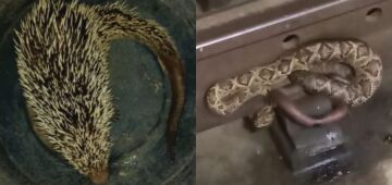 Porco-espinho e cobras cascavéis são resgatados pela Cipoma em áreas urbanas da Região Metropolitana