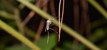 Vírus do Oropouche presente no Brasil poderia ser uma nova variante