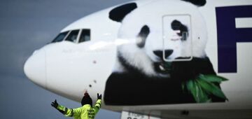 Ursos panda Bao Li e Qing Bao vindos da China chegam aos EUA