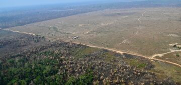 Sociedade civil aposta em parcerias para recuperação florestal no país