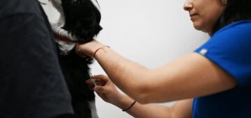 Chile começa a aplicar vacina que esteriliza cães temporariamente