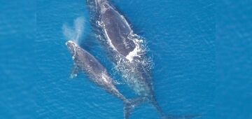 Ameaçada de extinção, população de baleias-franca-do-atlântico-norte registra aumento