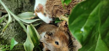 Rato, hamster, chinchila, porquinho-da-índia, twister e gerbil: como cuidar de um pequeno roedor?