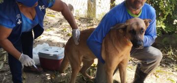 Município de Goiana inicia pré-campanha de vacinação antirrábica para cães e gatos