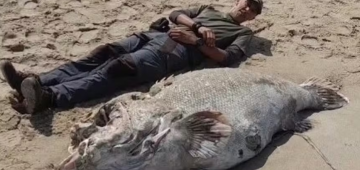 Mortes em série de peixe gigante ameaçado de extinção no litoral paulista intriga biólogos